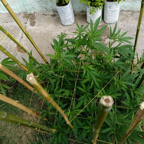 Morpheus  growlog timeline photo