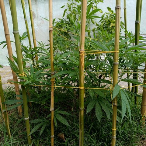 Morpheus  growlog timeline photo