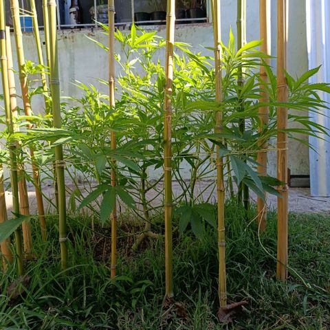 Morpheus  growlog timeline photo