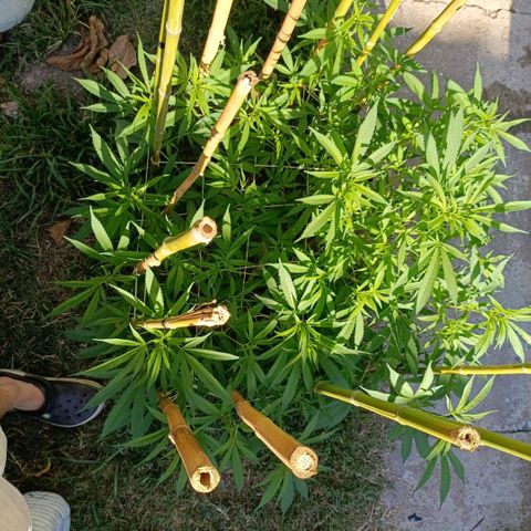 Morpheus  growlog timeline photo