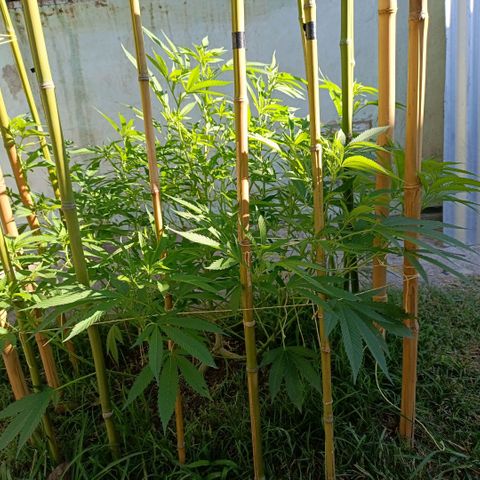 Morpheus  growlog timeline photo