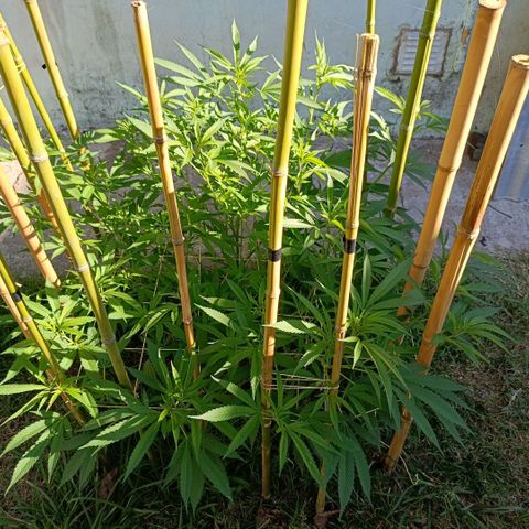 Morpheus  growlog timeline photo