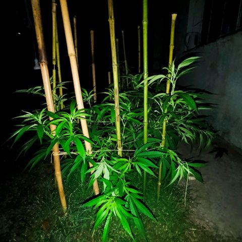 Morpheus  growlog timeline photo