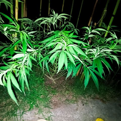 Morpheus  growlog timeline photo