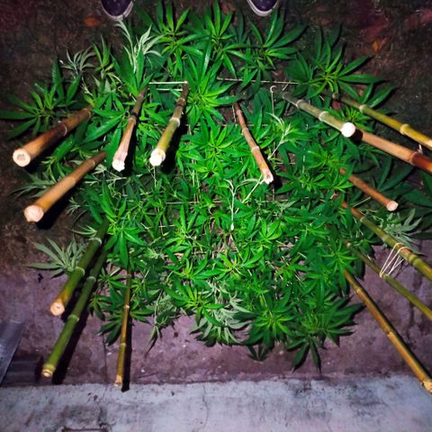 Morpheus  growlog timeline photo