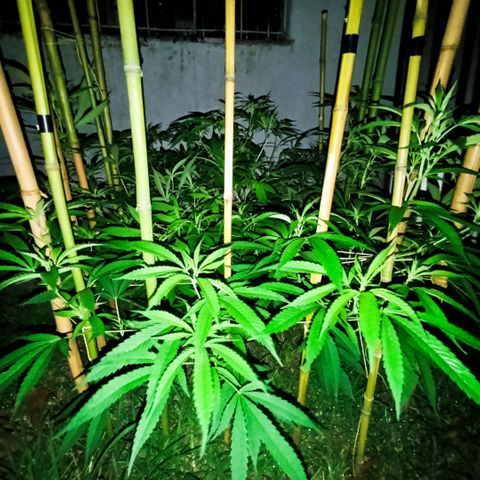 Morpheus  growlog timeline photo