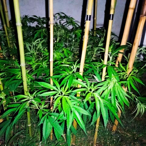 Morpheus  growlog timeline photo