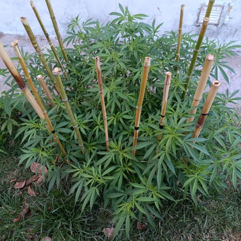 Morpheus  growlog timeline photo