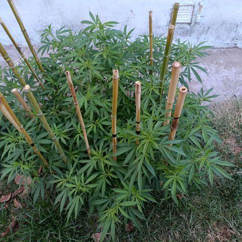 Morpheus  growlog timeline photo