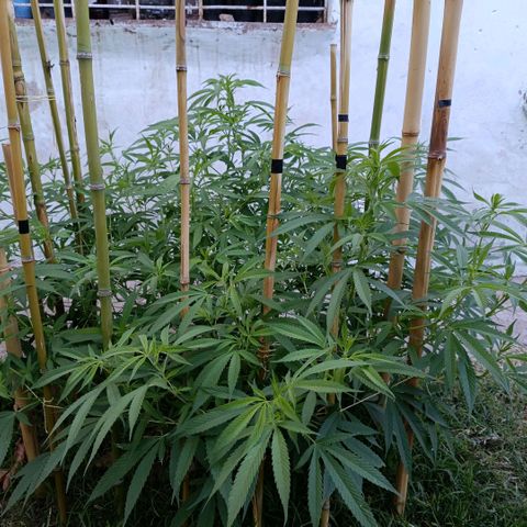 Morpheus  growlog timeline photo