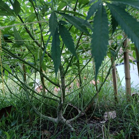 Morpheus  growlog timeline photo