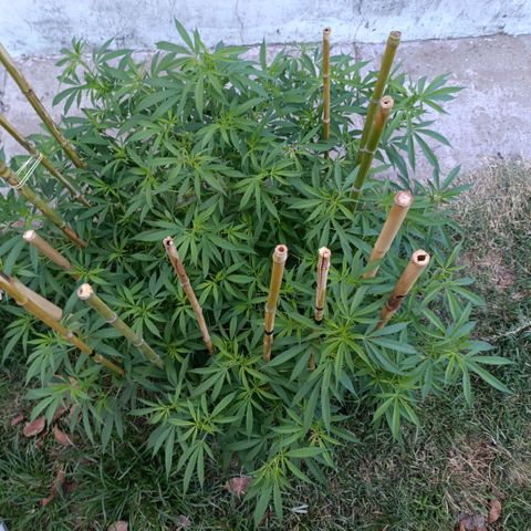 Morpheus  growlog timeline photo