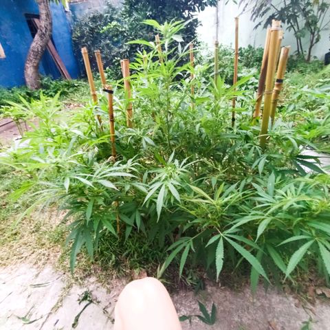 Morpheus  growlog timeline photo