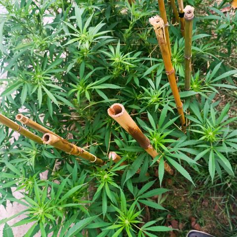 Morpheus  growlog timeline photo