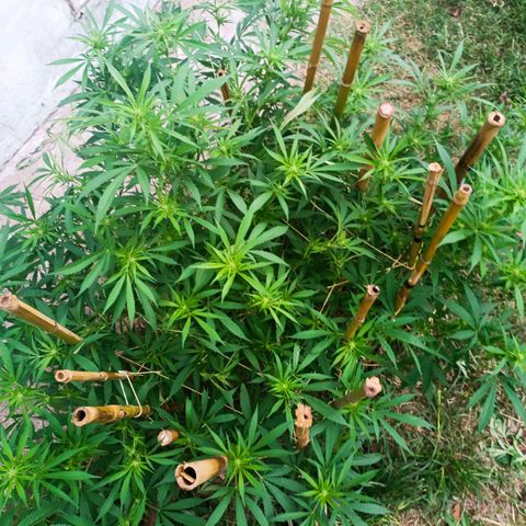 Morpheus  growlog timeline photo