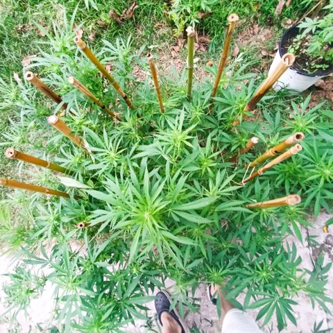 Morpheus  growlog timeline photo