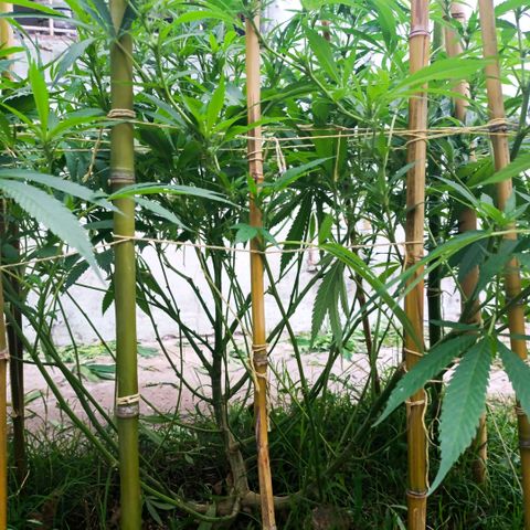 Morpheus  growlog timeline photo