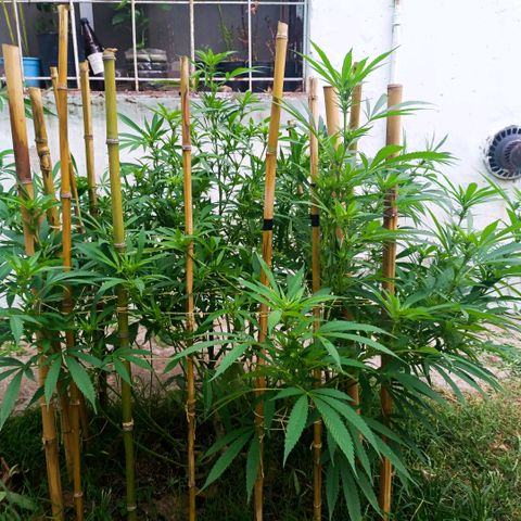 Morpheus  growlog timeline photo