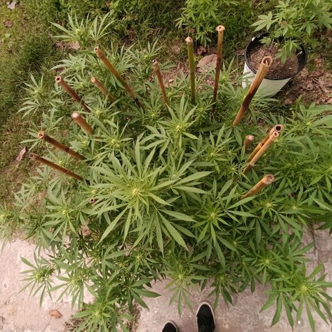 Morpheus  growlog timeline photo