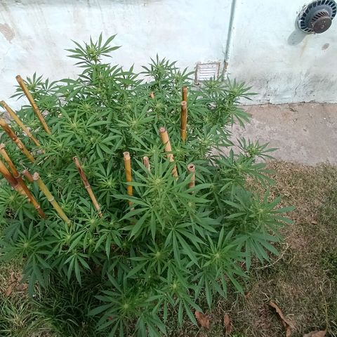 Morpheus  growlog timeline photo