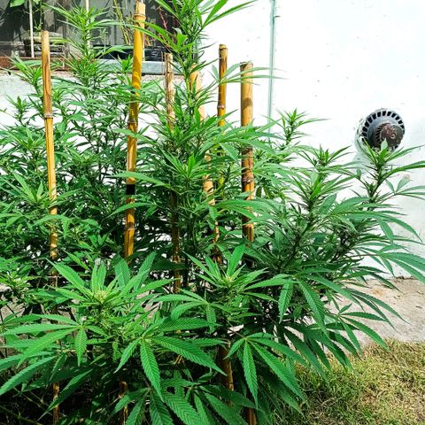 Morpheus  growlog timeline photo
