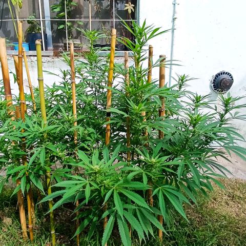 Morpheus  growlog timeline photo
