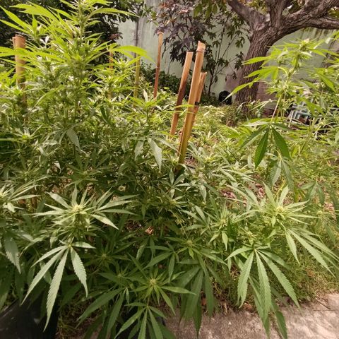 Morpheus  growlog timeline photo