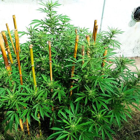 Morpheus  growlog timeline photo