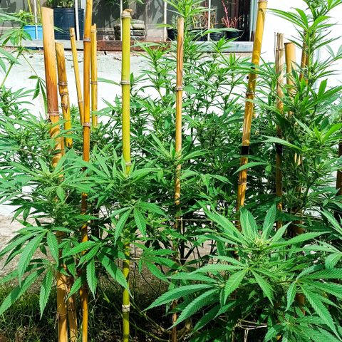Morpheus  growlog timeline photo
