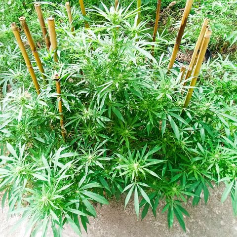Morpheus  growlog timeline photo