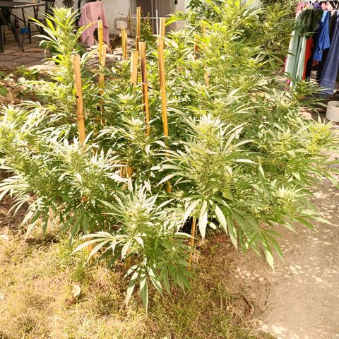 Morpheus  growlog timeline photo