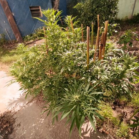 Morpheus  growlog timeline photo