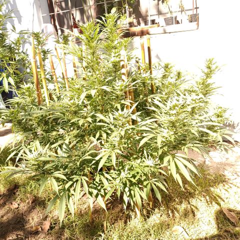 Morpheus  growlog timeline photo