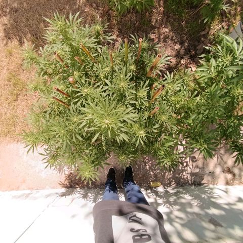 Morpheus  growlog timeline photo