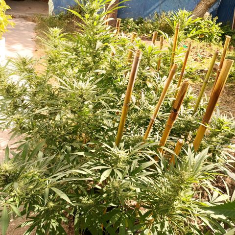 Morpheus  growlog timeline photo