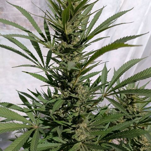 Morpheus  growlog timeline photo