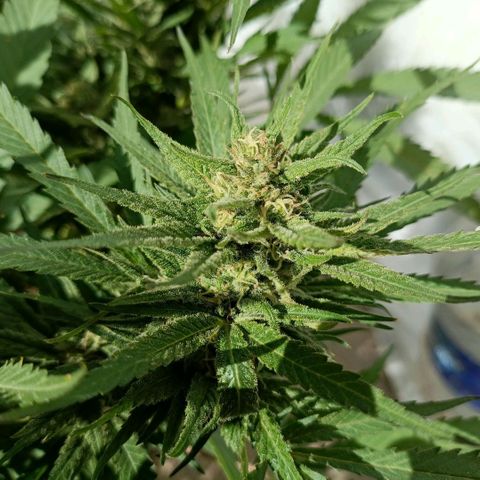Morpheus  growlog timeline photo