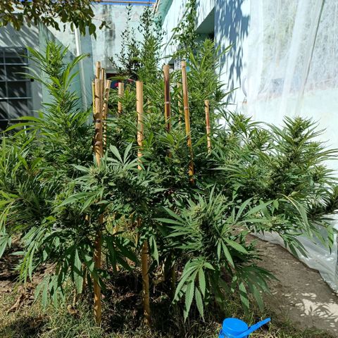 Morpheus  growlog timeline photo
