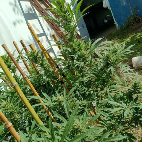 Morpheus  growlog timeline photo