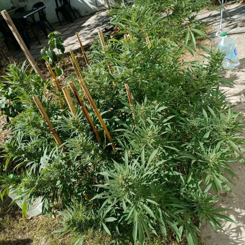 Morpheus  growlog timeline photo
