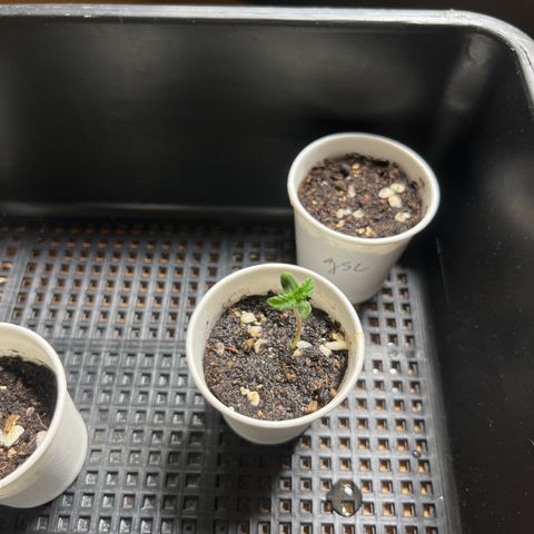 OG Kush Autoflower growlog timeline photo