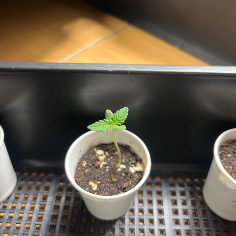 OG Kush Autoflower growlog timeline photo