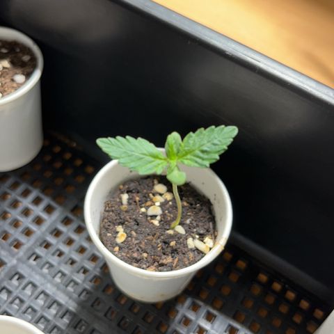 OG Kush Autoflower growlog timeline photo