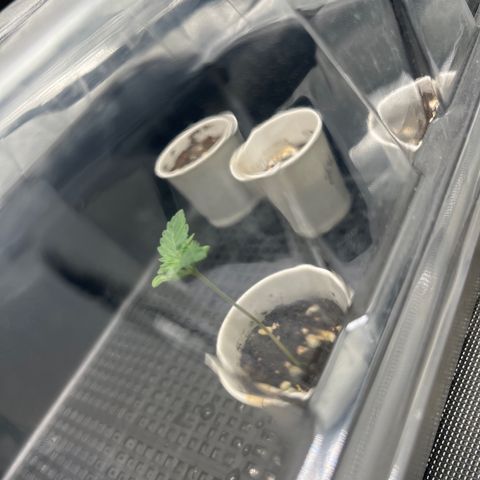 OG Kush Autoflower growlog timeline photo
