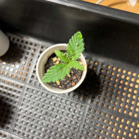 OG Kush Autoflower growlog timeline photo