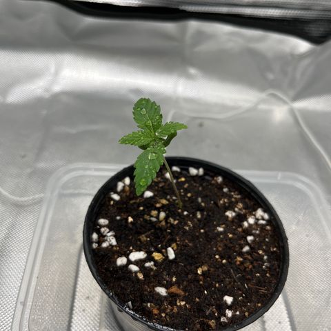 OG Kush Autoflower growlog timeline photo