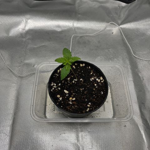 OG Kush Autoflower growlog timeline photo