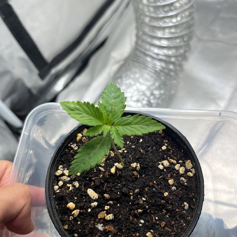OG Kush Autoflower growlog timeline photo