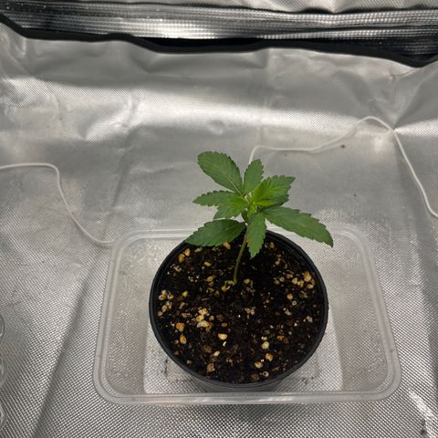 OG Kush Autoflower growlog timeline photo