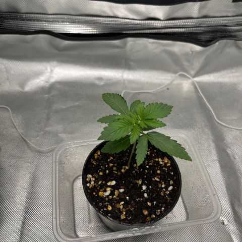 OG Kush Autoflower growlog timeline photo